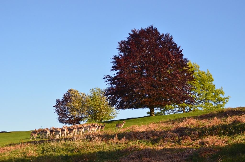 2014-05 Knole Park/DSC_0244.JPG